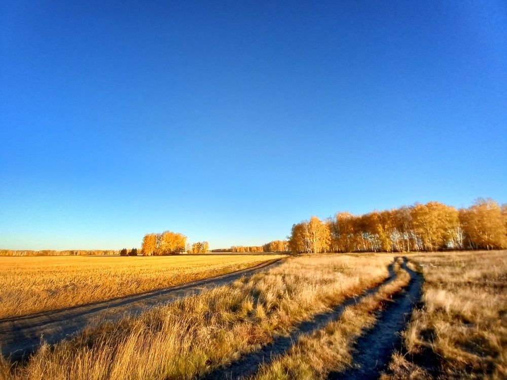 В поле осенним утром.