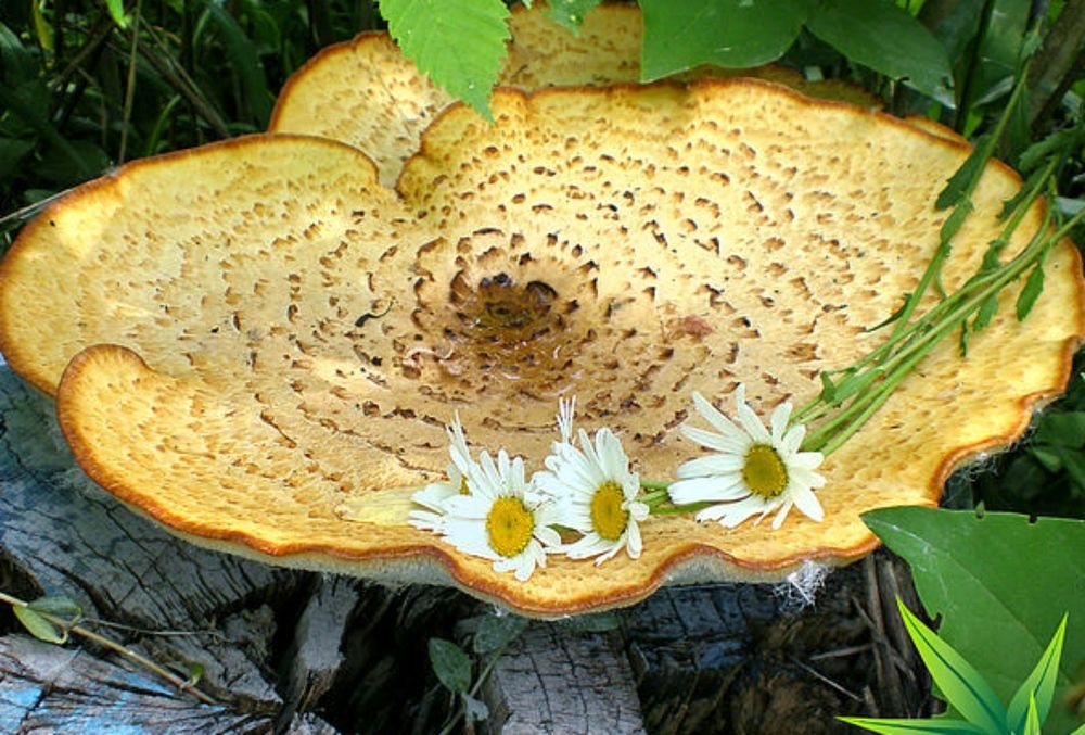 Photograph by Савоцкий Роман