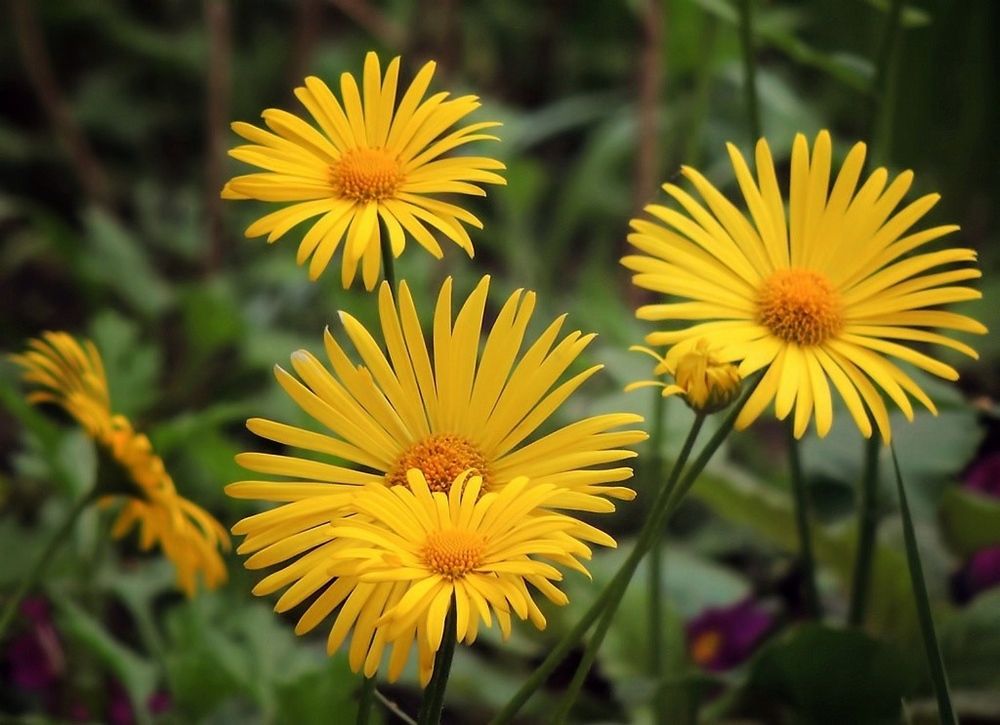Фотография автора Роман Савоцкий