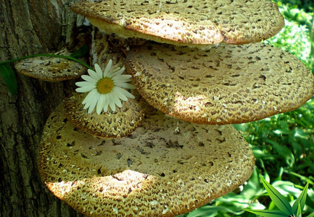 Фотография автора Роман Савоцкий