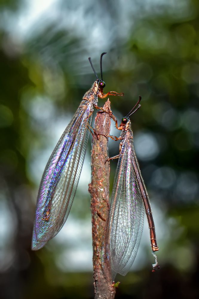 Фотография автора ChonTin NeCoTi