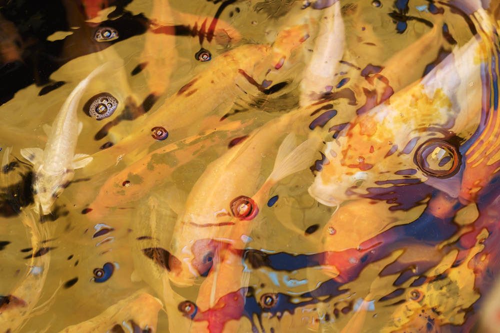 Photograph by Nam Tran Duy