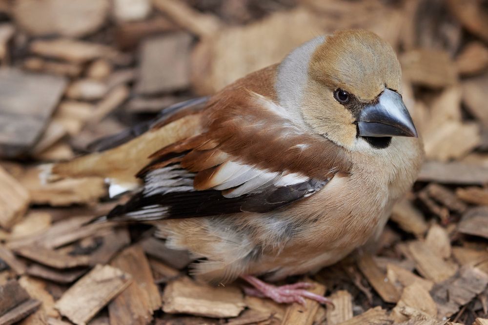 Photograph by Александр Шандов
