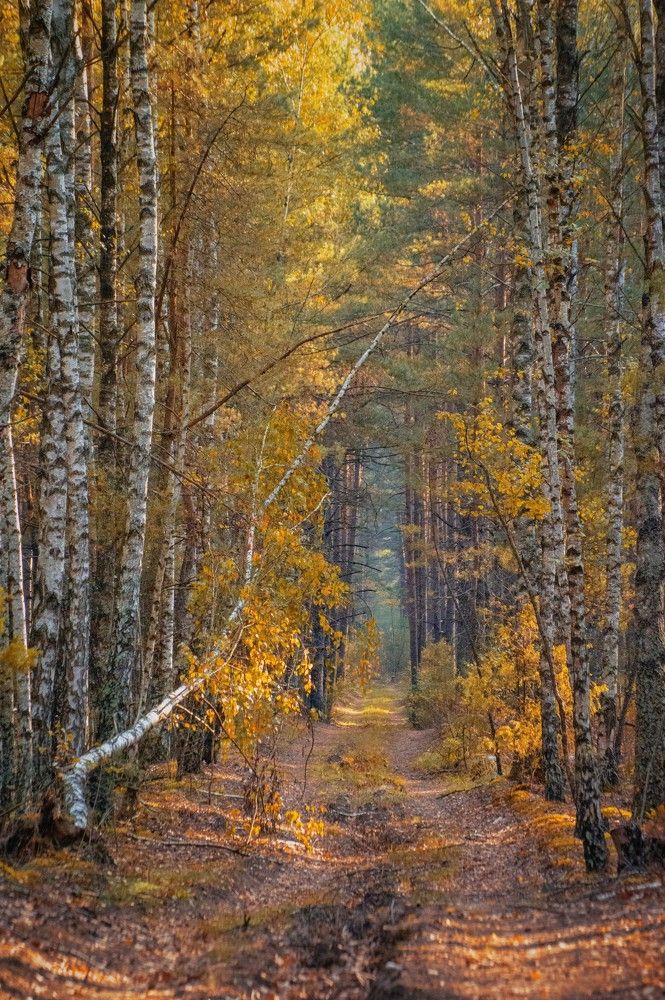 Photograph by Елена Кошелева