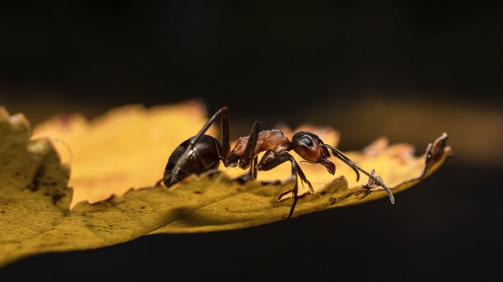 Photograph by Людмила Железнова