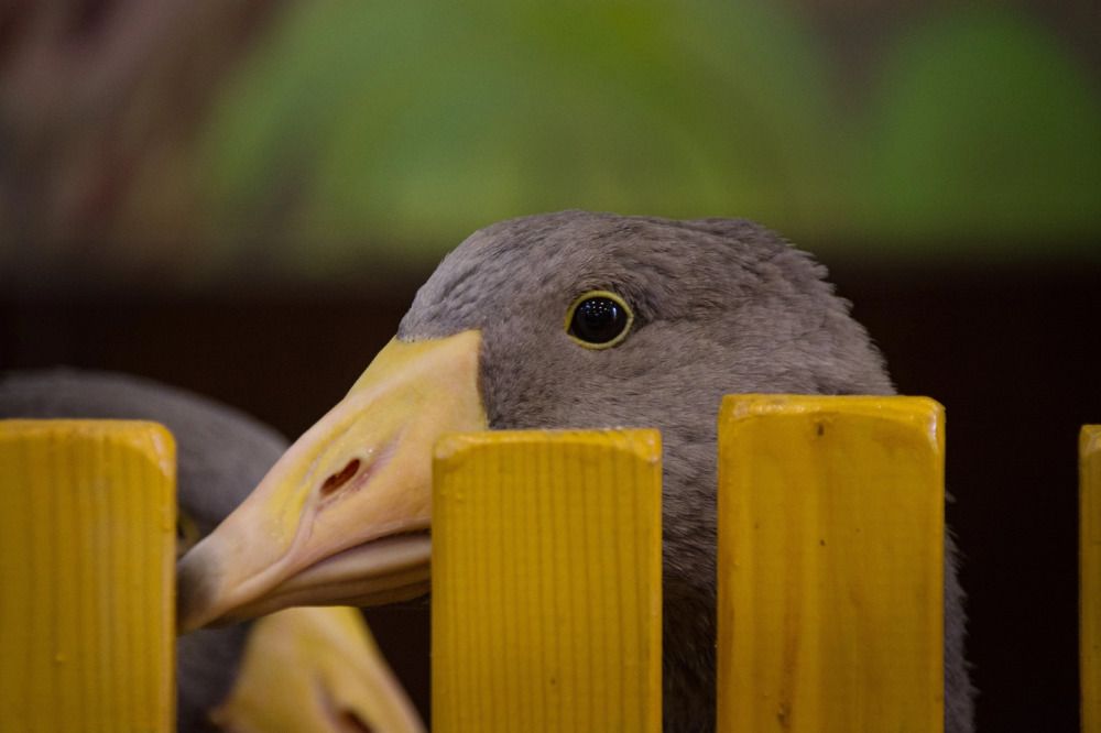 Photograph by Елена Ласун