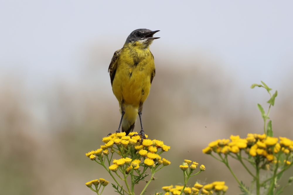 Фотография автора Адия Кочубей