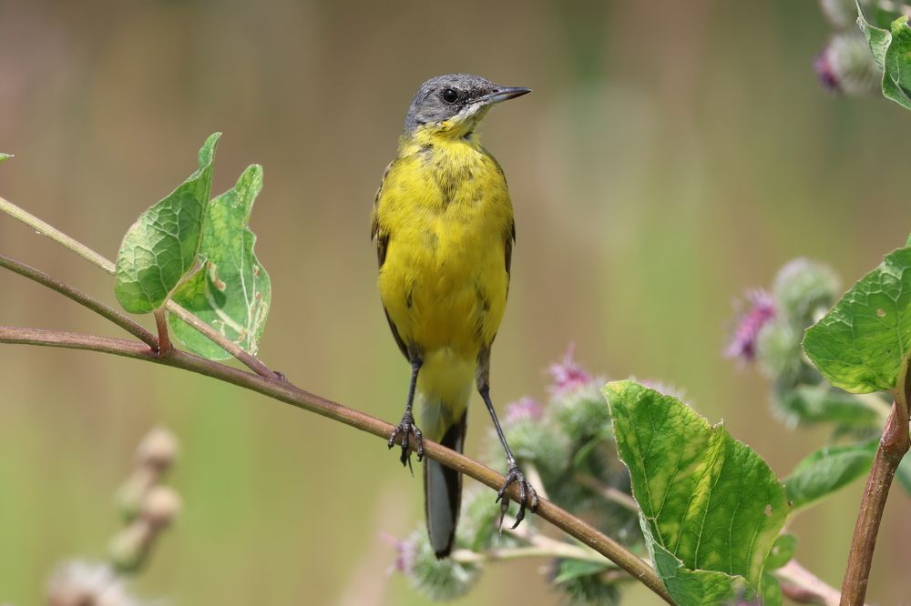 Фотография автора Адия Кочубей