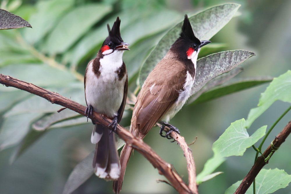 Photograph by SURAJIT SARKAR