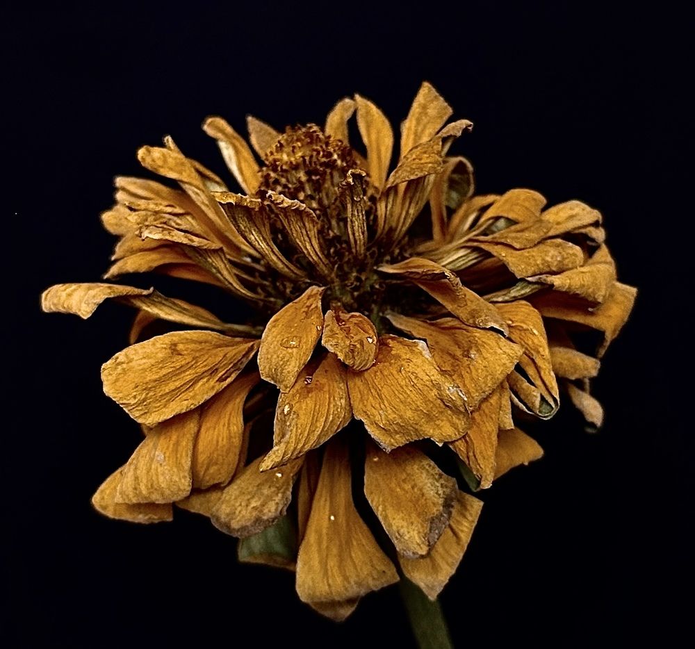 Photograph by Гуляева Светлана