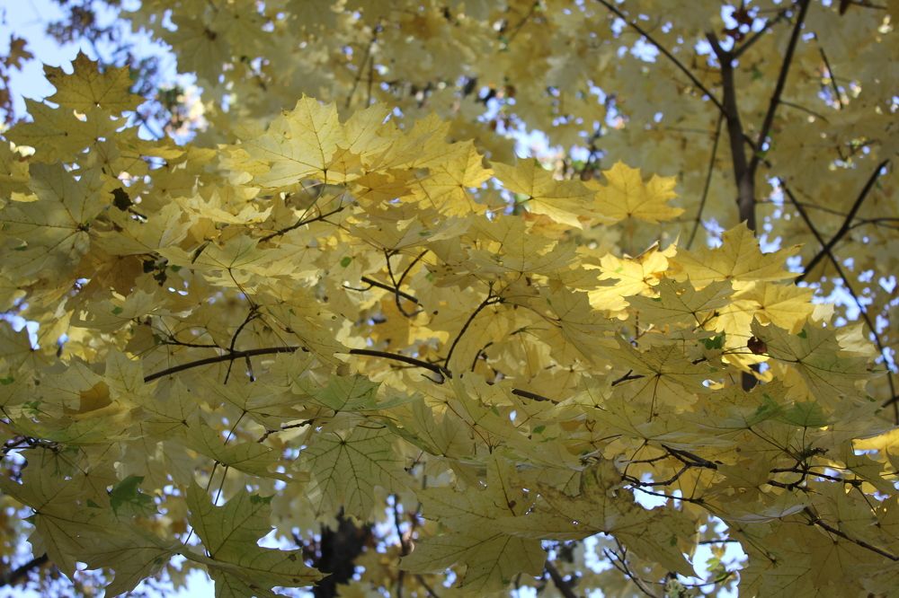 Photograph by Елена Калганова