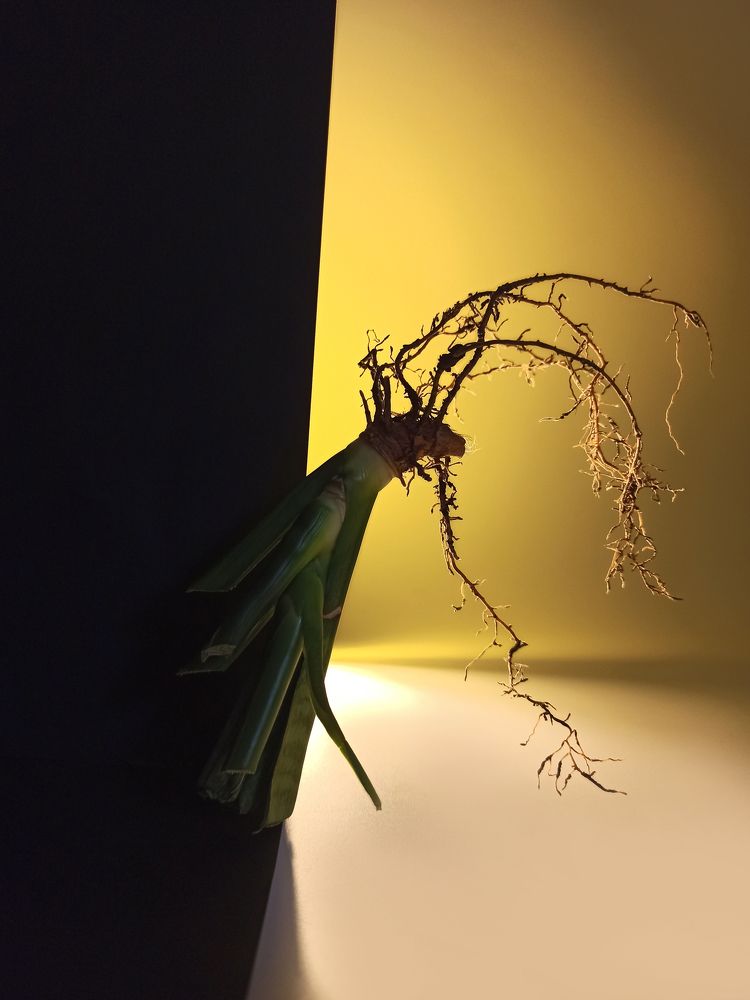 Photograph by Злата Васичева