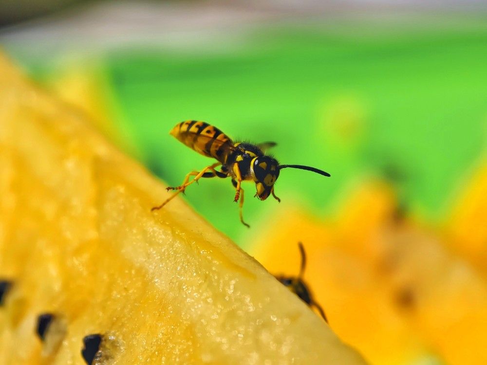 Photograph by Kate Maximenko