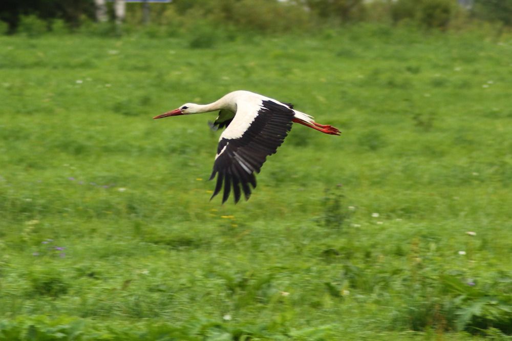 Photograph by Елена Наленч