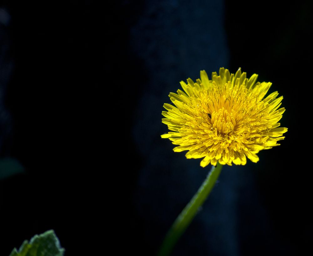 Photograph by Светлана Тарханова