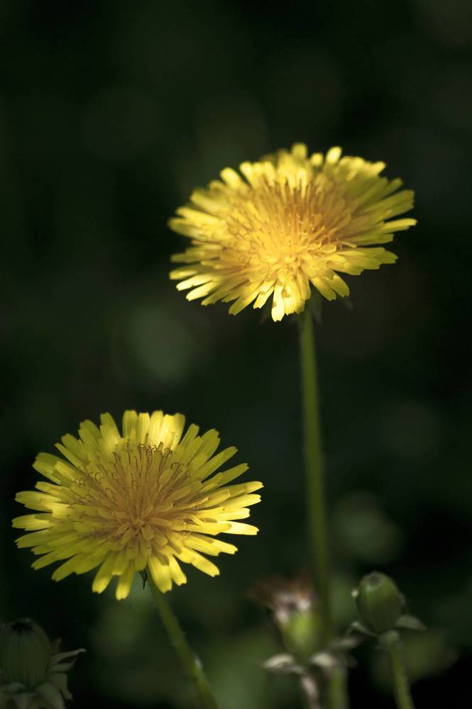 Photograph by Светлана Тарханова