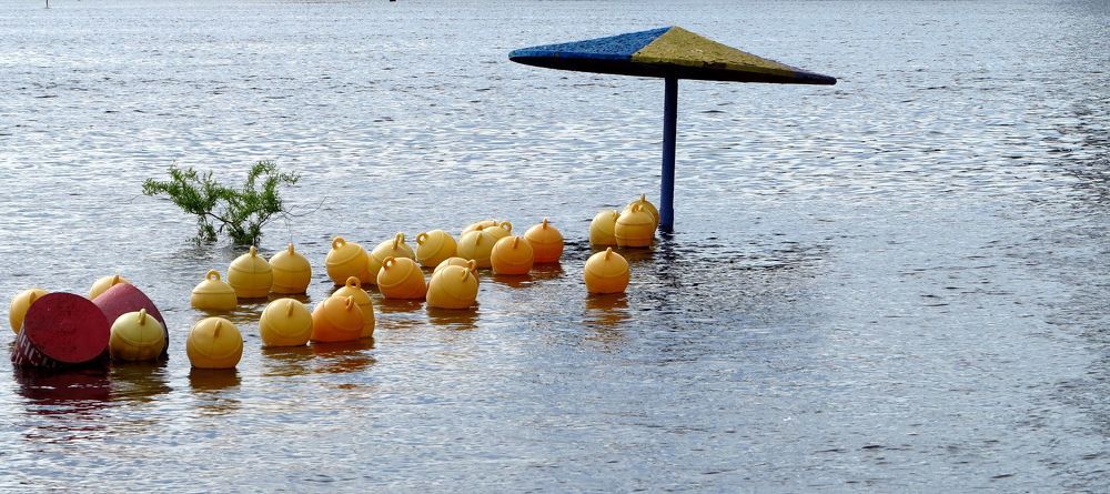 Весна, Pядовка пляжная? Или Пляжный гриб со своим выводком ?