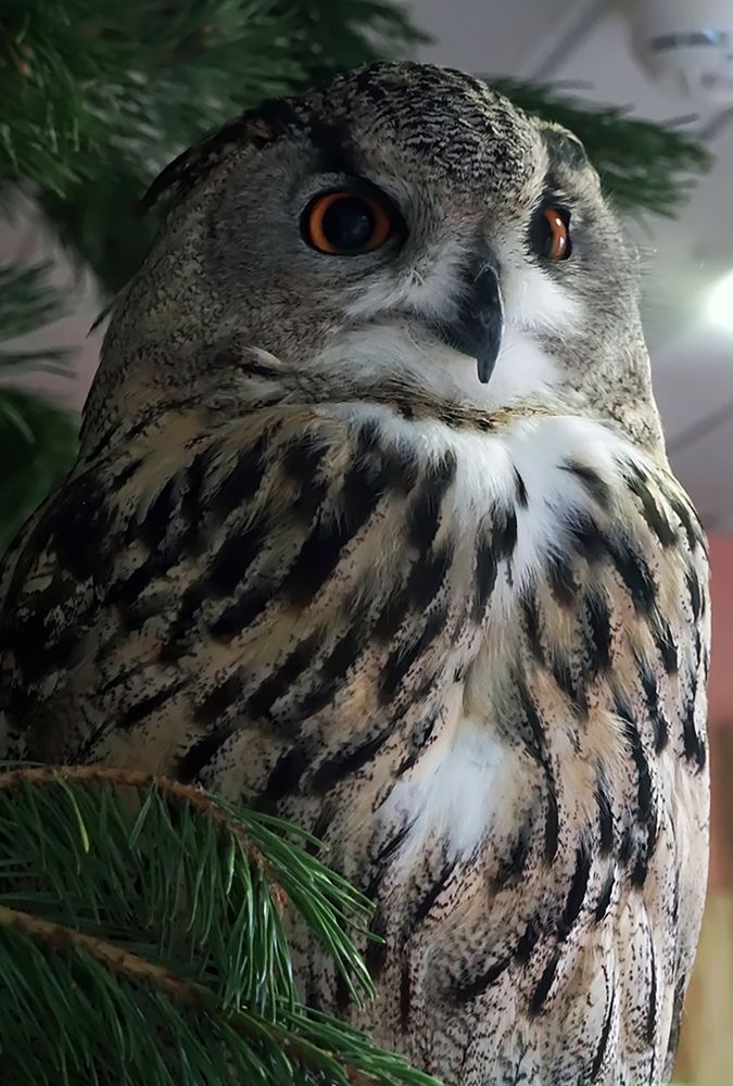 Photograph by Елена Белькова