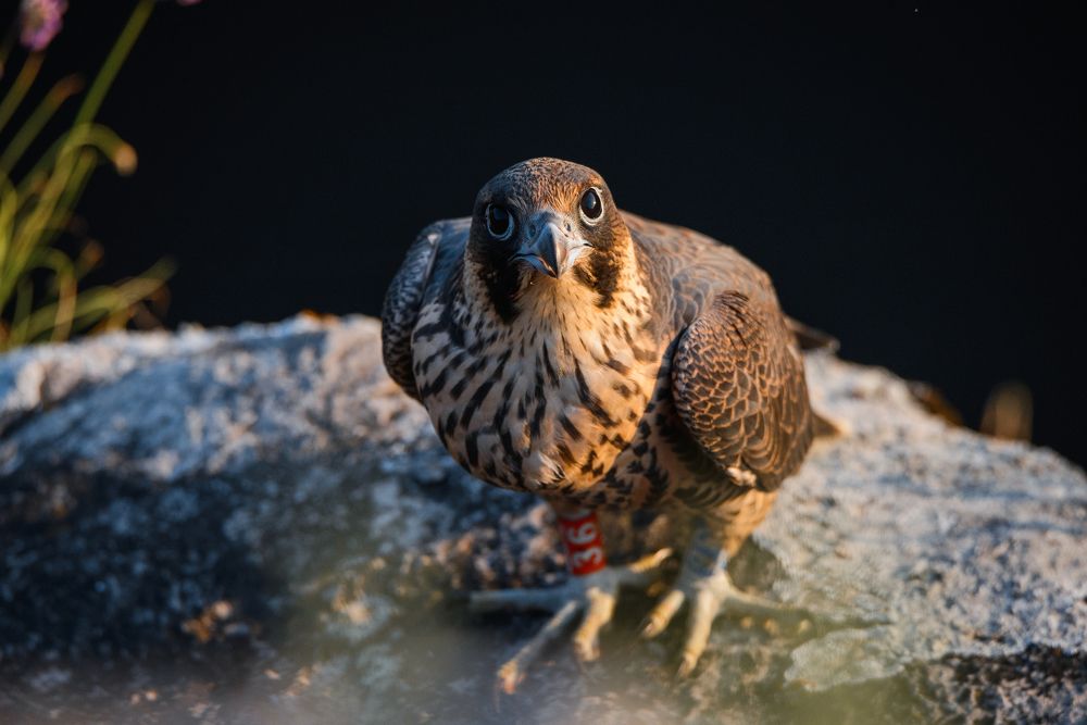 Photograph by Максим Маркин