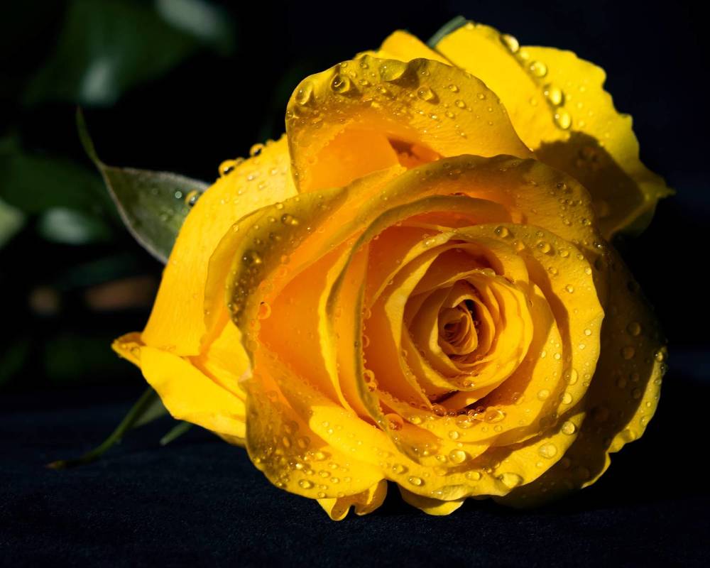 Photograph by Елена Зимацкая