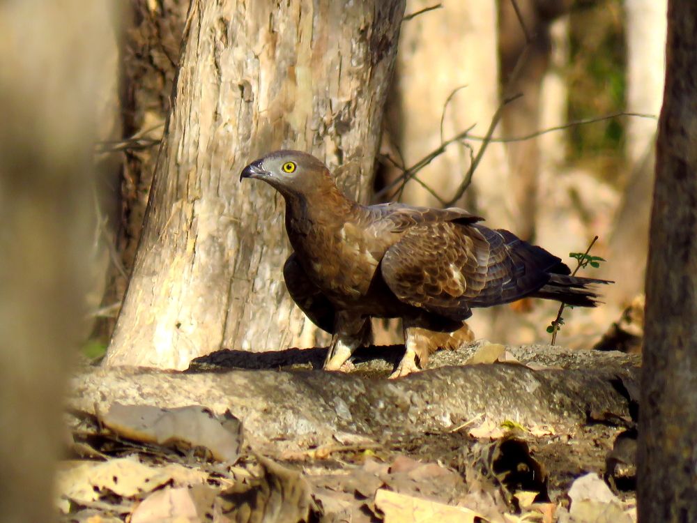 Honey buzzard looking around
