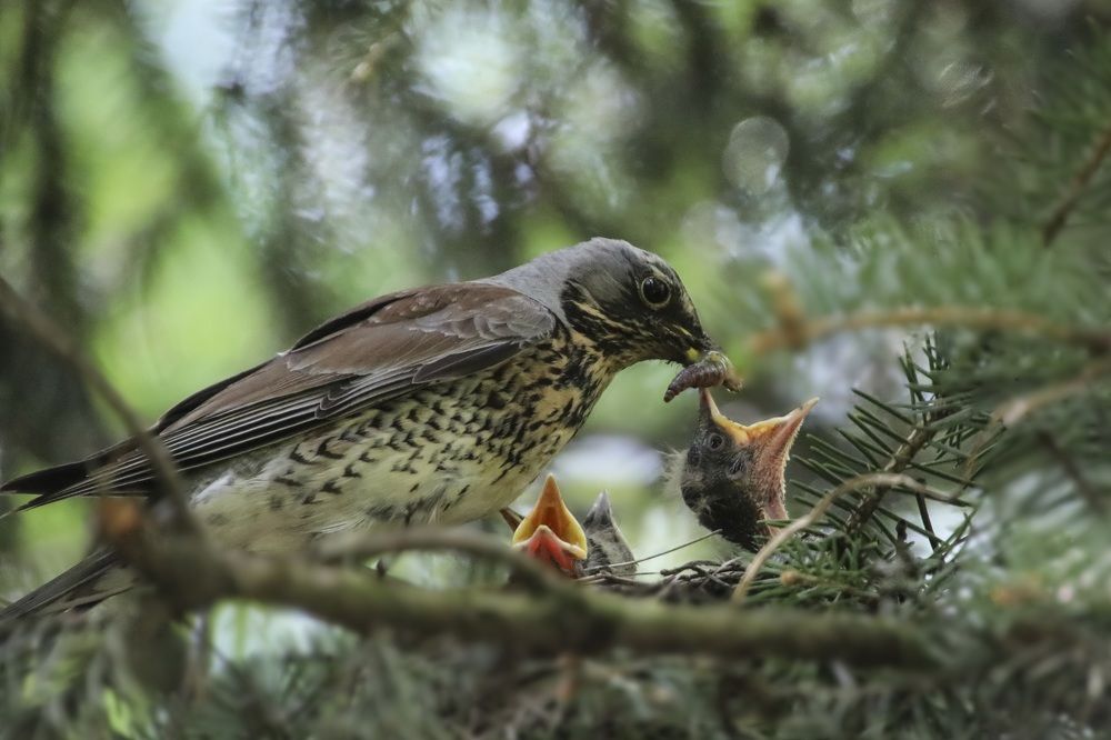 Дрозд -рябинник кормит птенцов