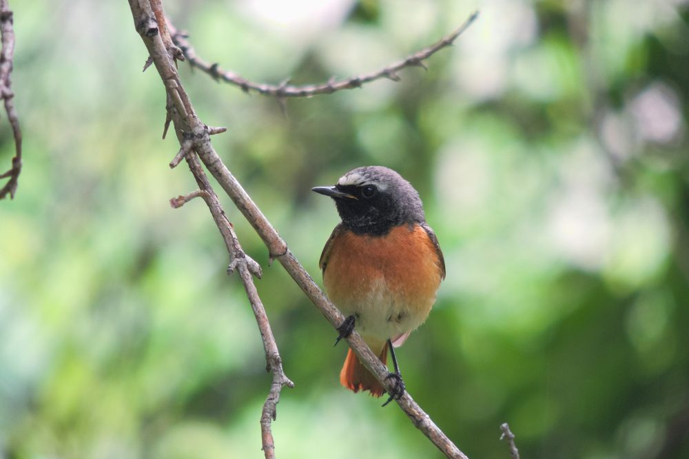 Photograph by Mad Mouse