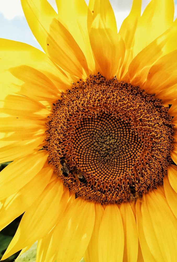 Photograph by Олеся Бронзова