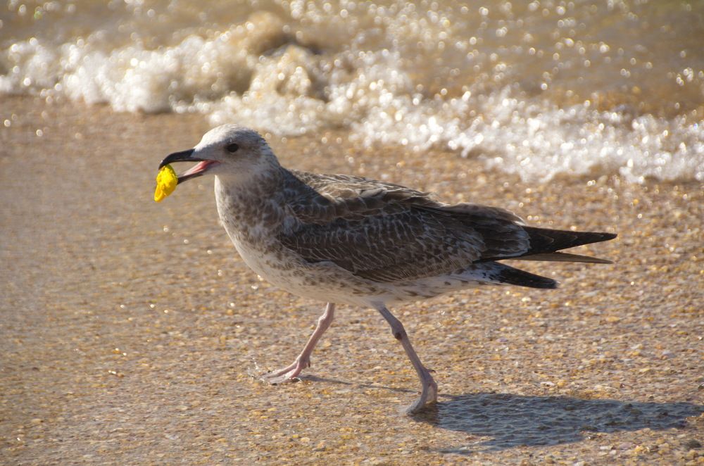 Фотография автора Мария Черница