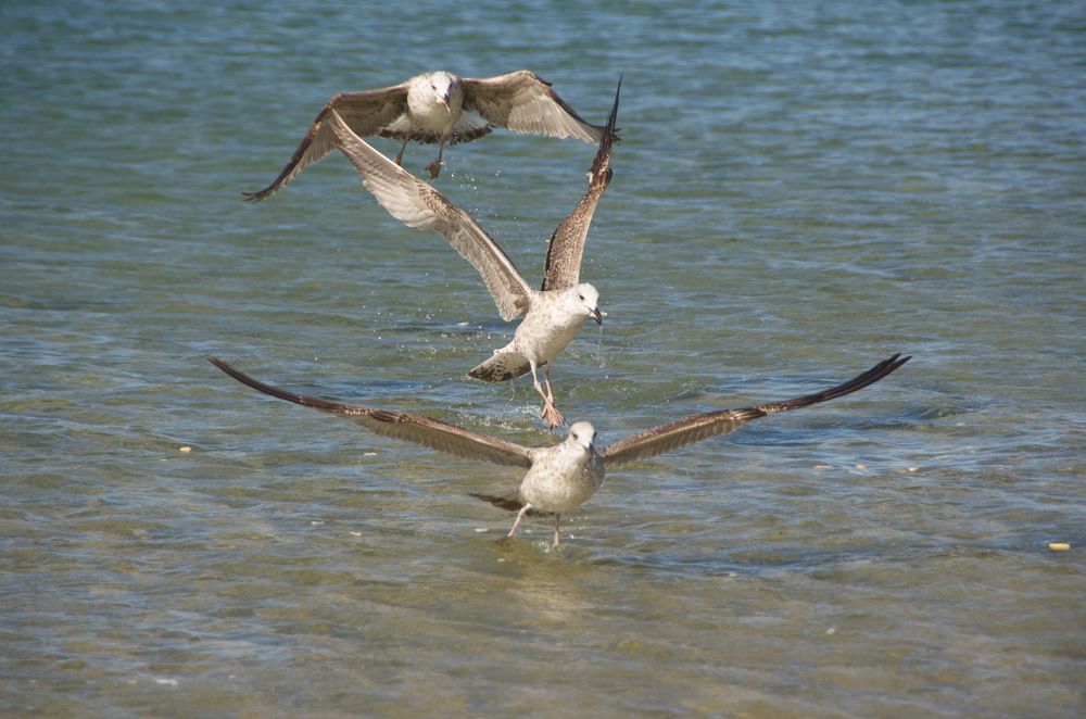 Фотография автора Мария Черница