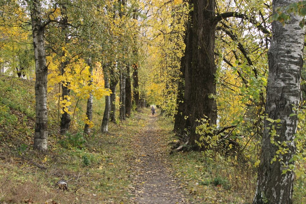 Дорога в осень