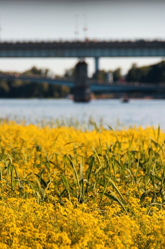 Жёлтые волны