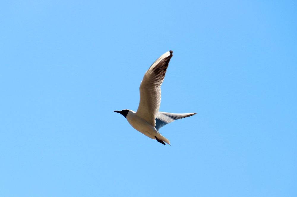 Свободный полёт