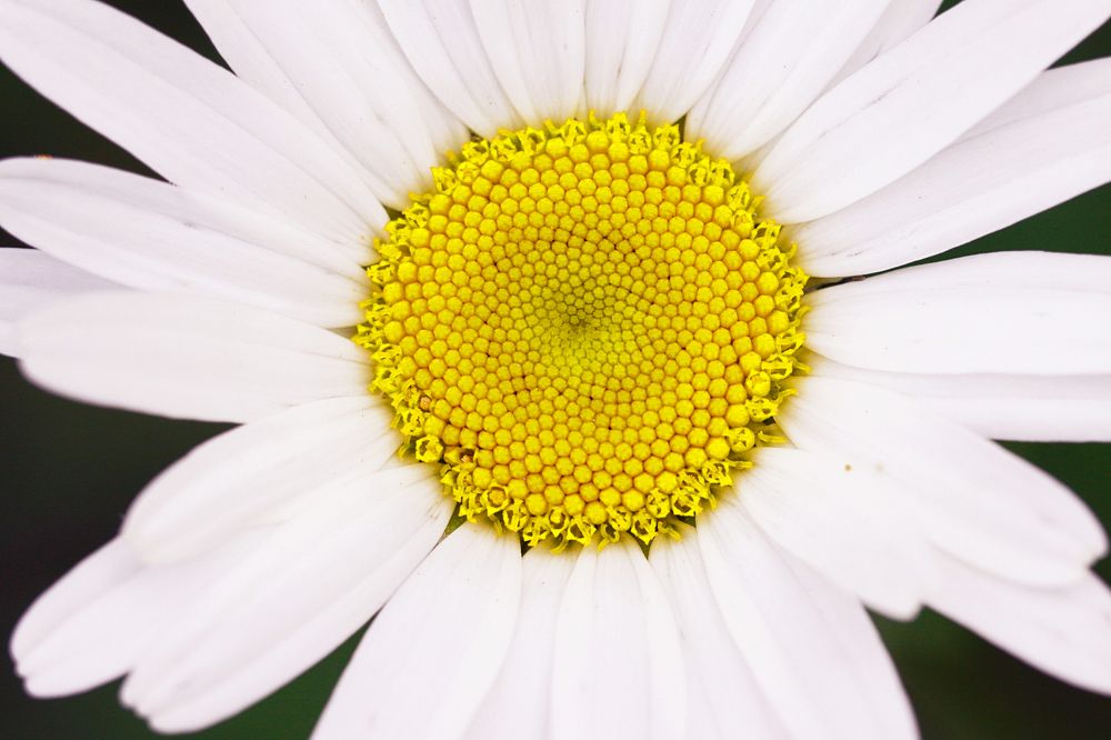 Photograph by Наталья Островцева