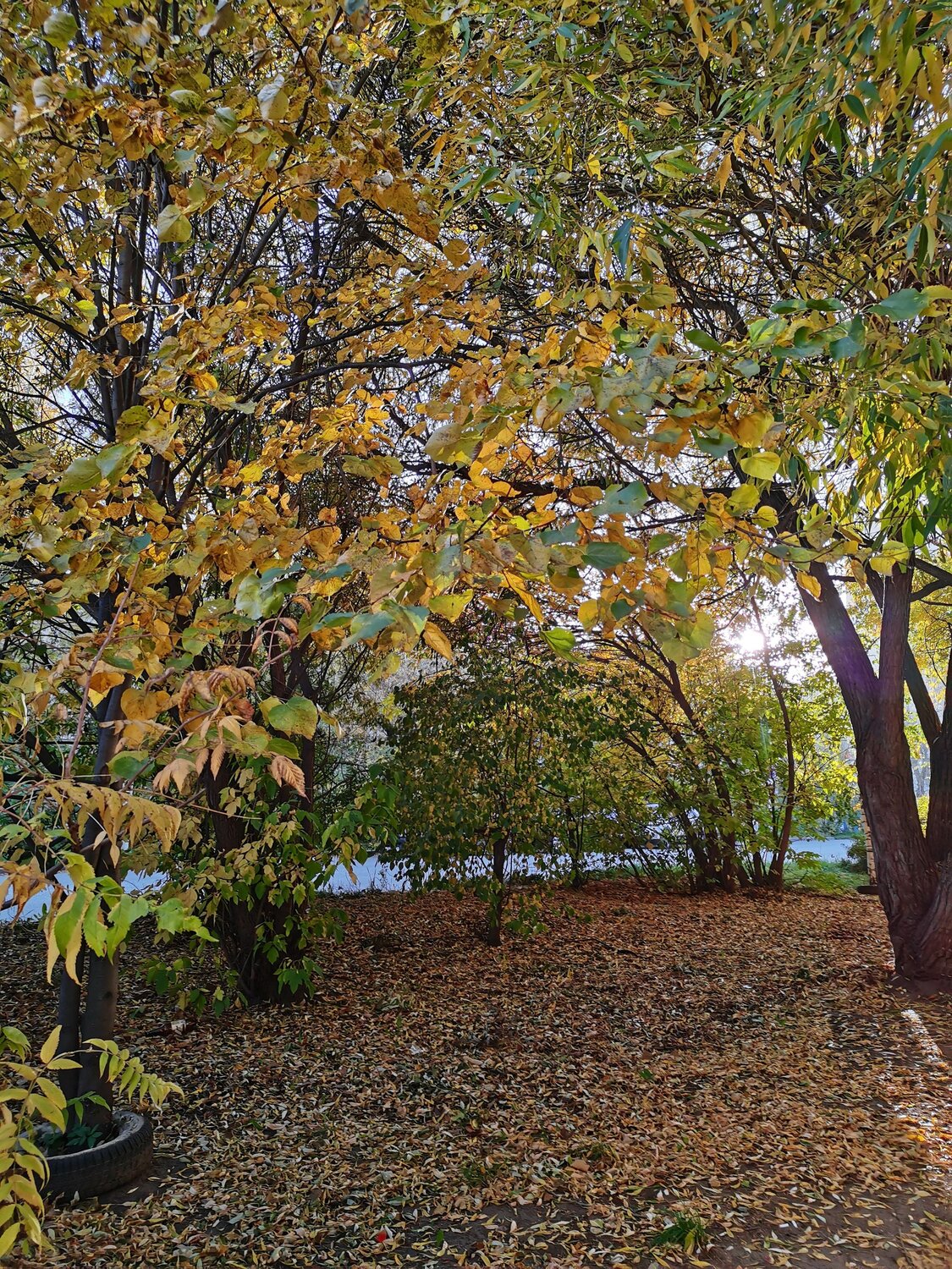 Photo #11124594