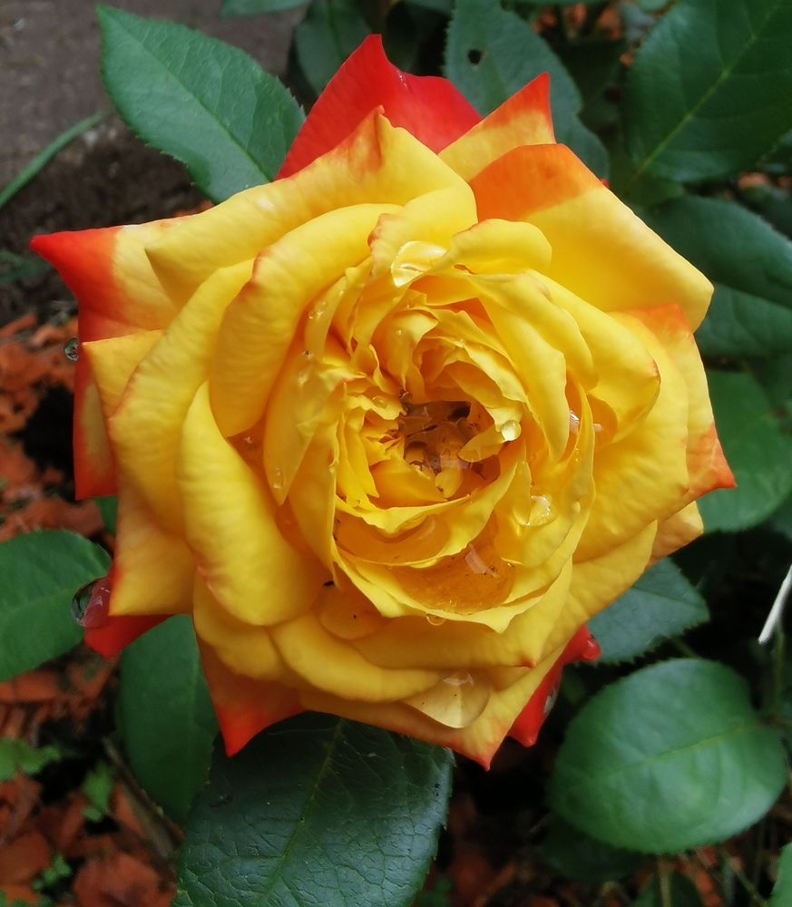 Photograph by Nikolett Mengyi