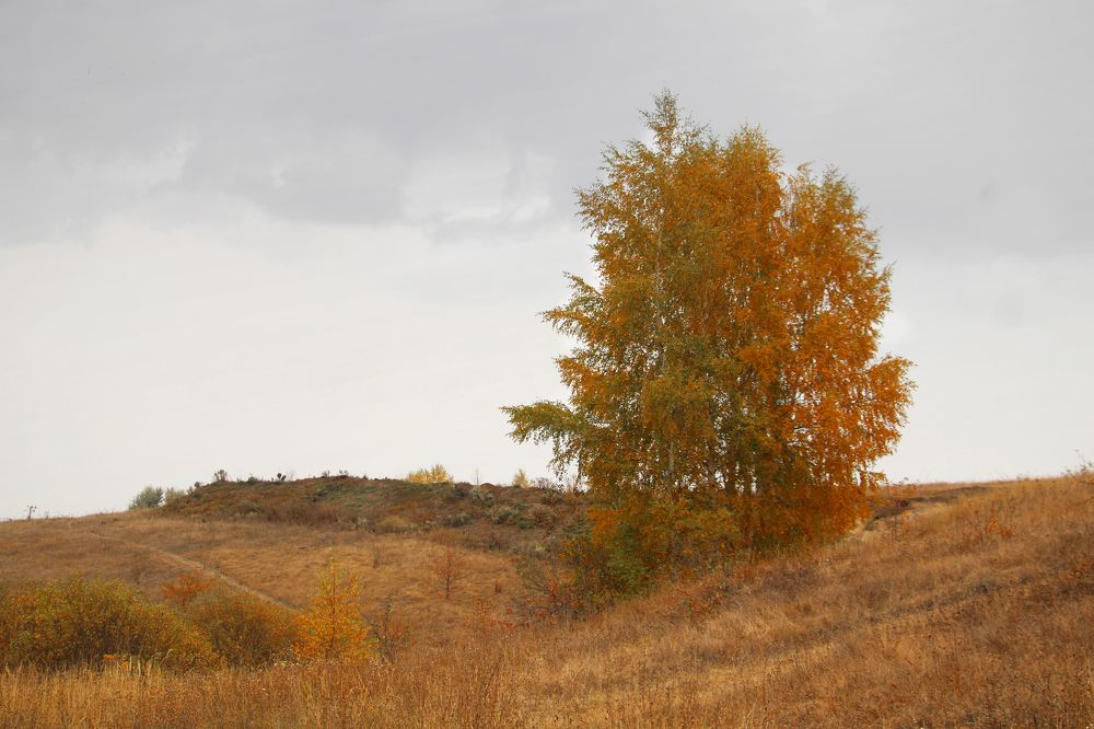 Береза на холме