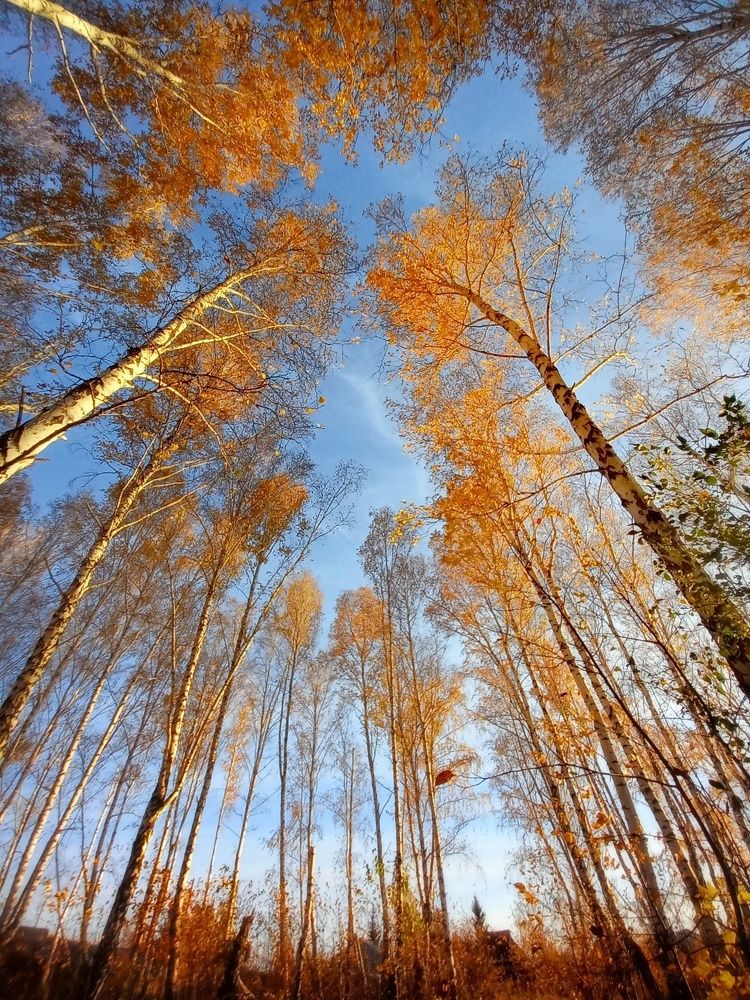 В берёзовом леске