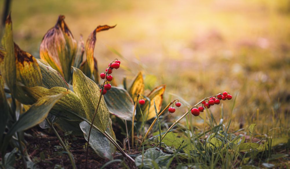 Photograph by Зеленько Дмитрий