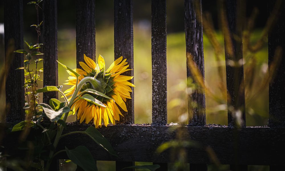 Photograph by Зеленько Дмитрий