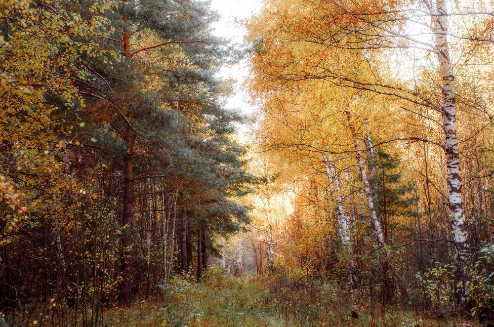 Photograph by Чурляев Максим