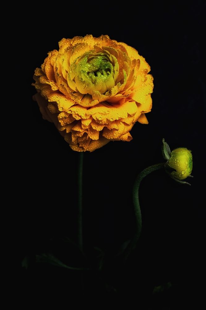 Photograph by Anya Lo