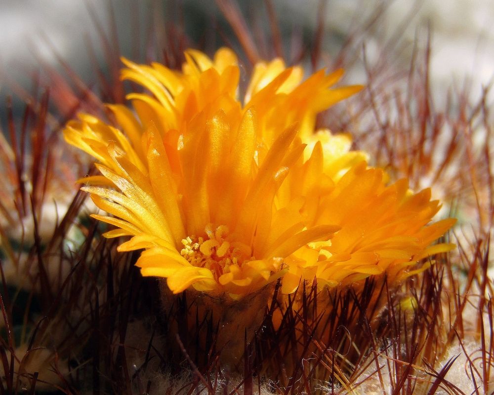 Photograph by Владимир Перминов