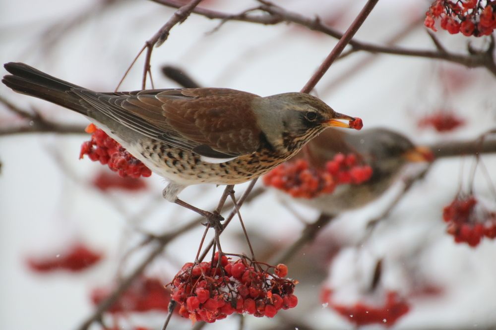 Photograph by Евгения Малафеева