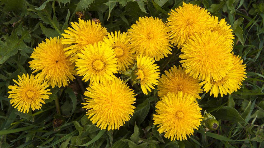 Одуванчик 1