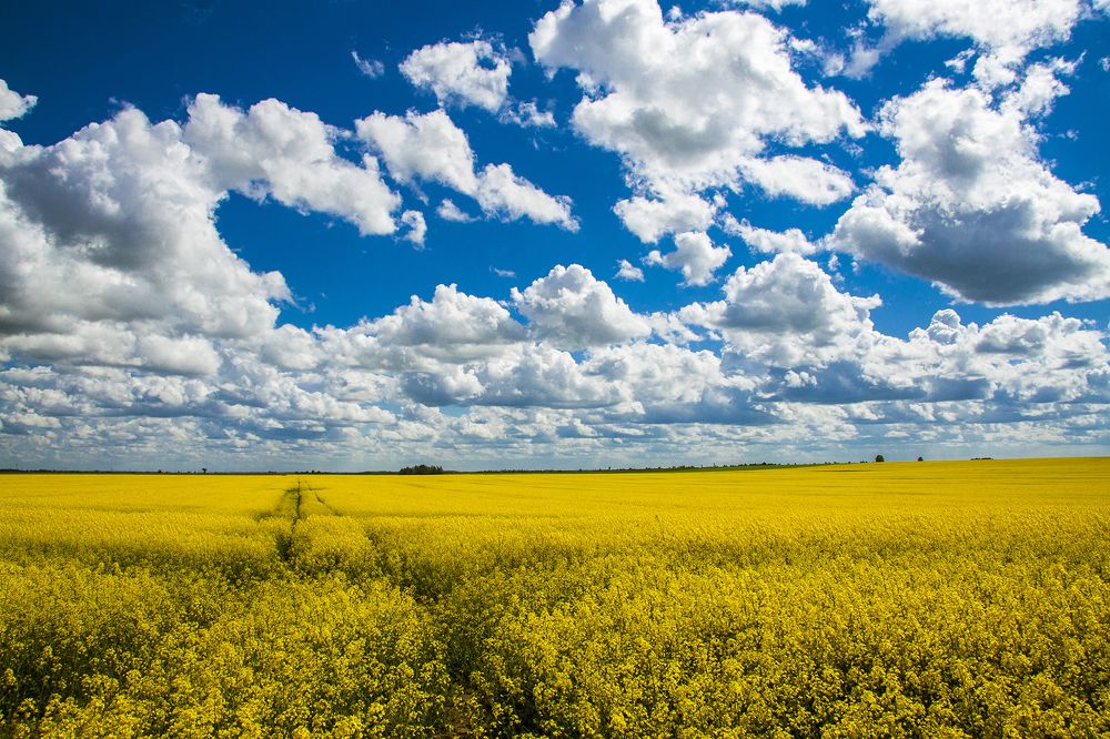 Рапсовое поле   1