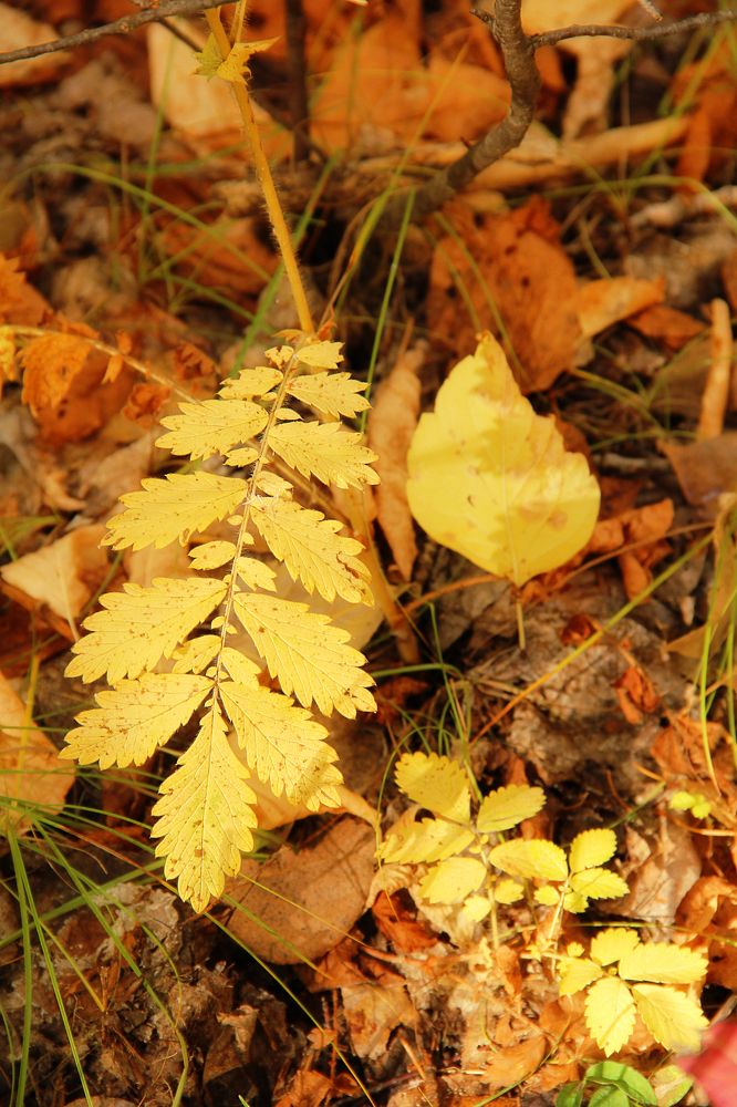 Фотография автора Артём Пышкин