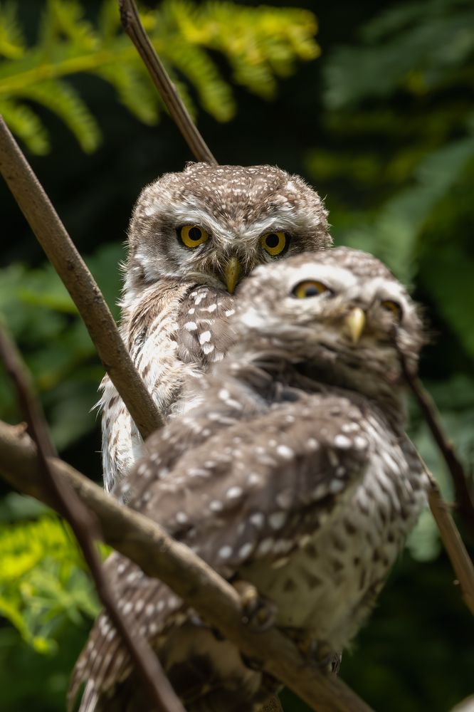 Фотография автора Pradeep Plaha