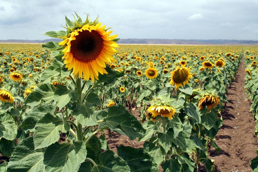 Photograph by Salih Aqeil