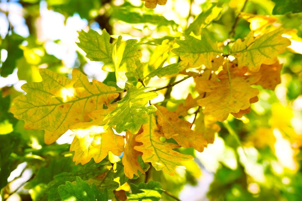 Photograph by jelena konickaja